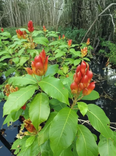 Illustration cardamom - Image 1