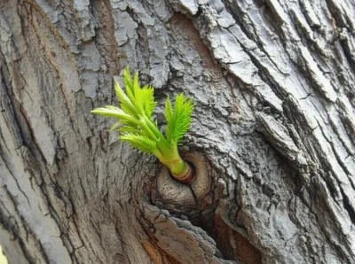 Illustration grafts - Image 1