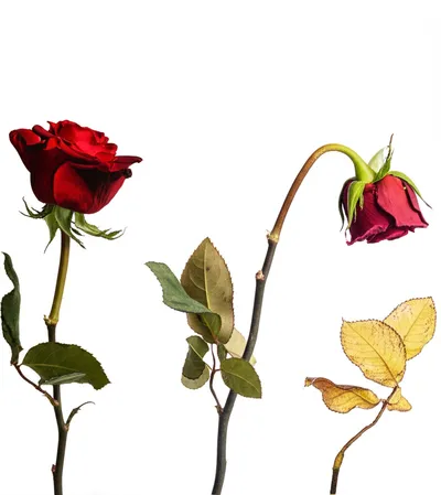 Illustration deteriorate - Image 1