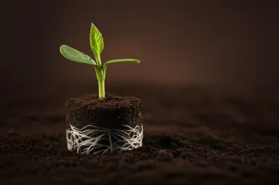 Illustration heal - Image 1