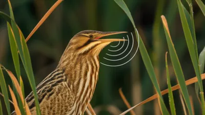 Illustration bills - Image 1