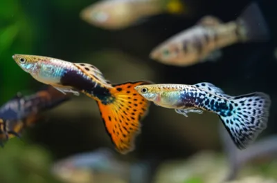 Illustration molly - Image 1