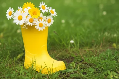 Illustration daisies - Image 1