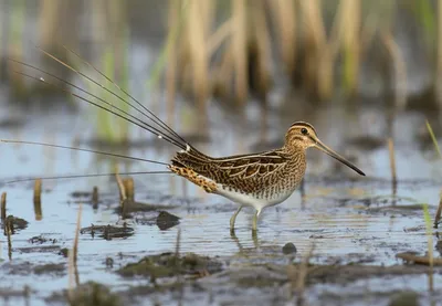 Illustration pintail - Image 1
