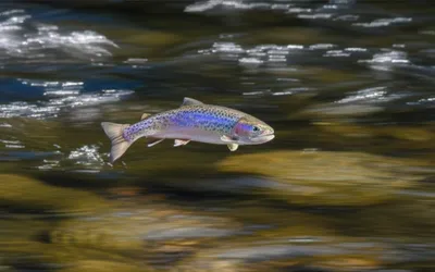 Illustration peels - Image 1