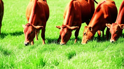 Illustration grazing - Image 1