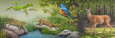 Illustration tetrapods - Image 1