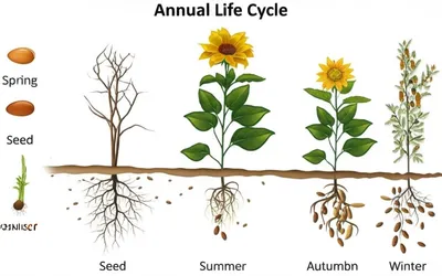 Illustration annual - Image 1