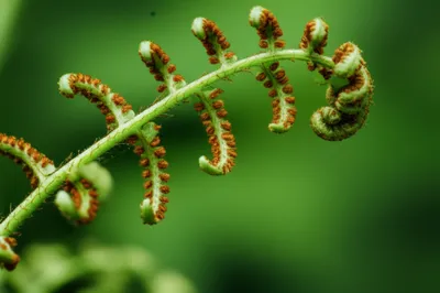 Illustration sporangium