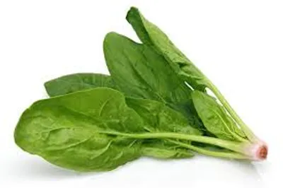 Illustration spinach - Image 2