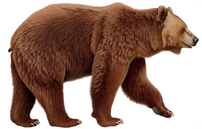 Illustration bear - Image 1
