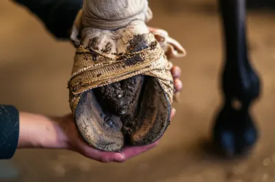 Illustration stopping - Image 1