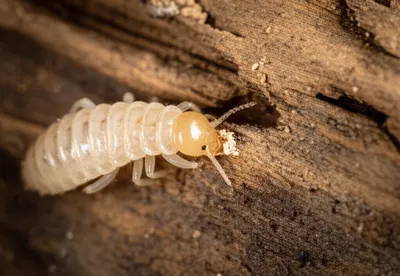 Illustration termites