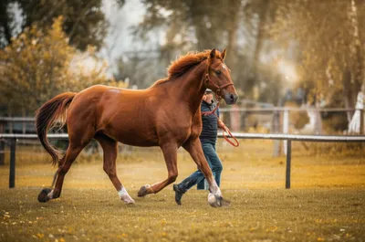 Illustration longe - Image 1