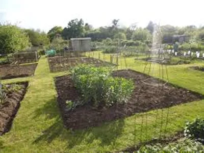 Illustration allotment - Image 3