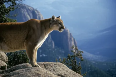 Illustration lion - Image 1