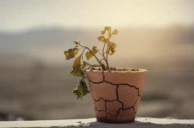 Illustration fried - Image 1