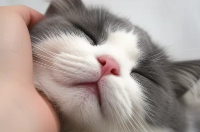 Illustration stroking - Image 1