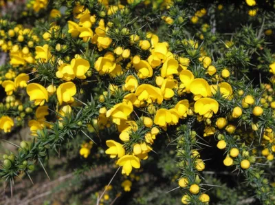 Illustration goss - Image 1