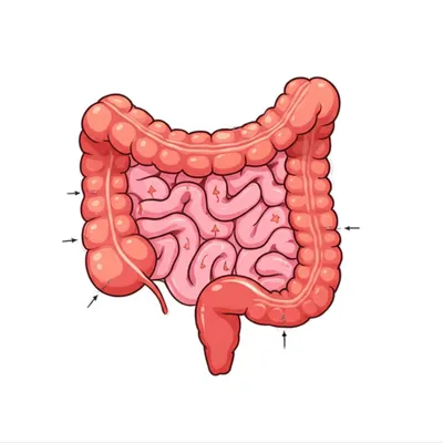 Illustration intestinal
