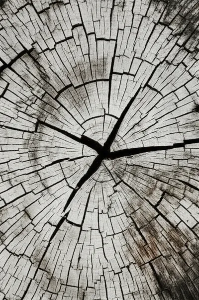 Illustration fan - Image 1