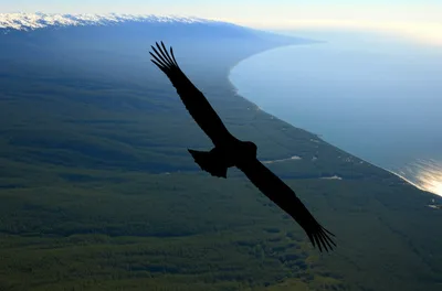 Illustration wings - Image 1