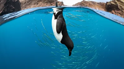 Illustration guillemot