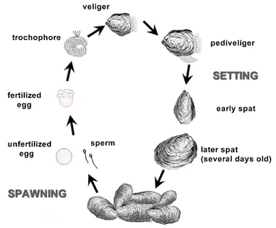 Illustration spat - Image 2