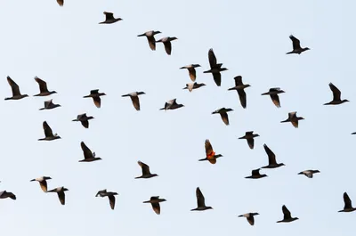 Hình ảnh minh họa variant - Ảnh 1