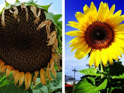 Illustration weaker - Image 1