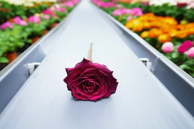 Illustration churned - Image 1