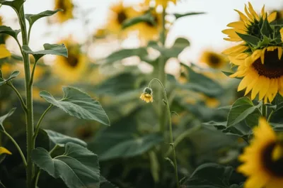 Illustration lo - Image 1