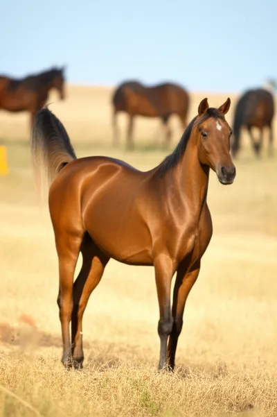 Illustration blooded - Image 1