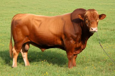 Illustration castrated - Image 1