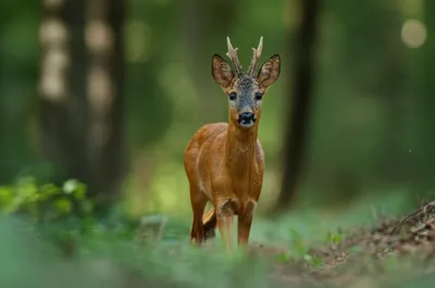 Illustration girl - Image 1