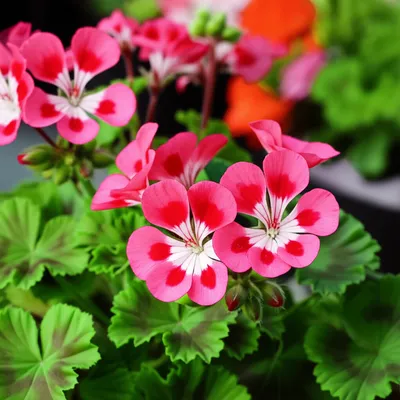 Illustration geranium - Image 1