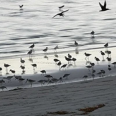 Illustration shorebirds