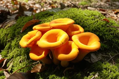 Illustration girolle - Image 1