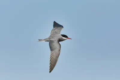 Illustration sterns - Image 1