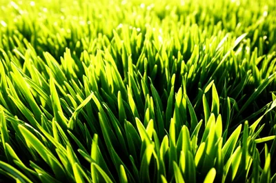 Illustration springs - Image 1