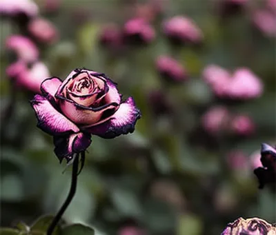 Illustration tainted - Image 1