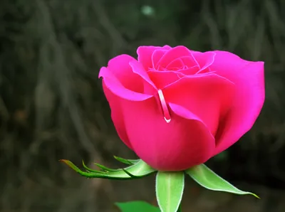 Illustration pinked - Image 1