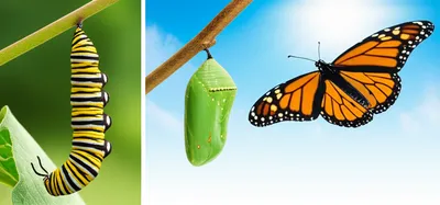 Illustration converting - Image 1