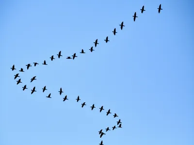 Illustration rallies - Image 1