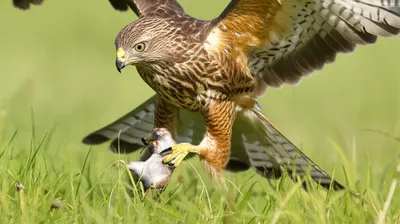 Illustration trussed - Image 1