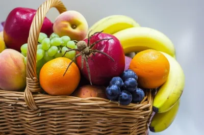 Illustration stomach - Image 1