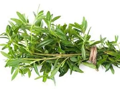 Illustration savory - Image 2