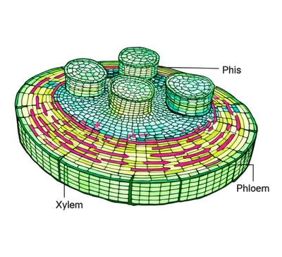 Illustration cambium - Image 1