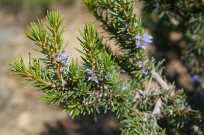 Illustration rosemary