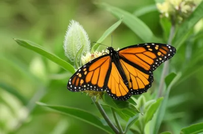 Illustration tigre - Image 1